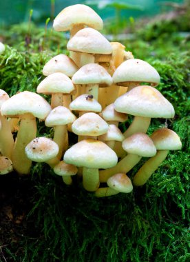 Cluster of Toadstools clipart