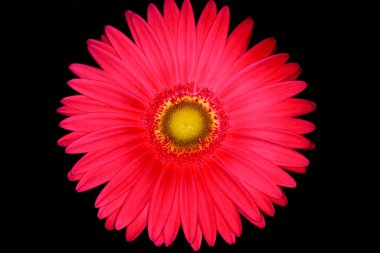 siyah gerbera