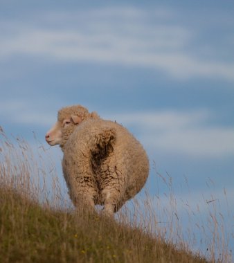 Poll Dorset Sheep clipart