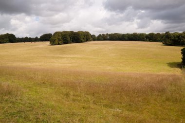 Park arazi, cranborne chase, dorset, İngiltere