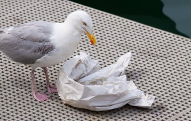 Seagull eating remains of fish and chips clipart