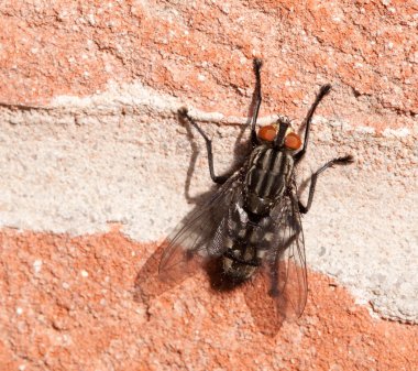 Large Fly on a Wall clipart