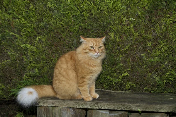Mladý muž zázvor kočka s postojem — Stock fotografie