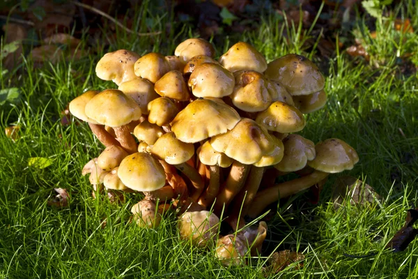 Honey fungus — Stock Photo, Image