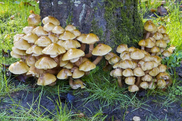 Honey fungus (Armillaria mellea) — Stock Photo, Image