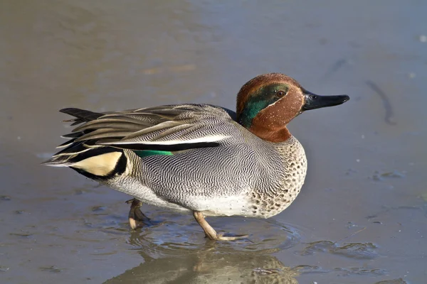 Ente läuft auf einem zugefrorenen Teich — Stockfoto