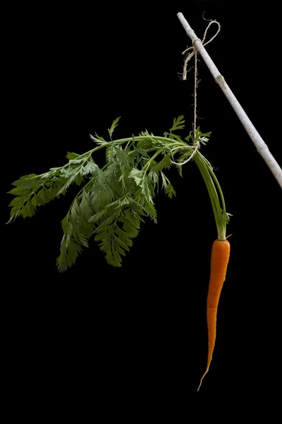 Zanahoria en un palo —  Fotos de Stock