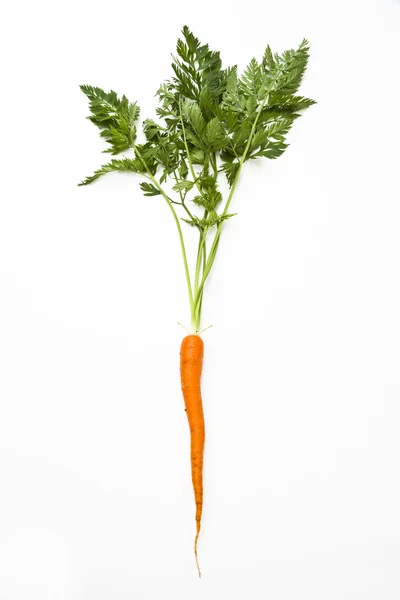 stock image Single carrot