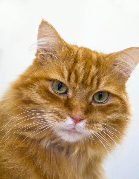 Крупный план самца длинноволосого рыжего кота — стоковое фото