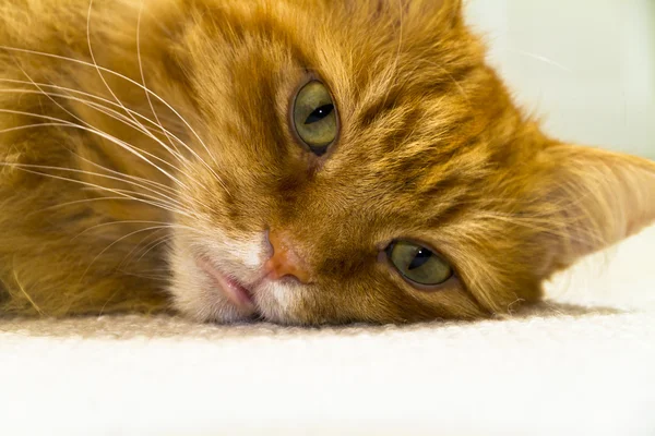 stock image Close up of a male long haired ginger cat