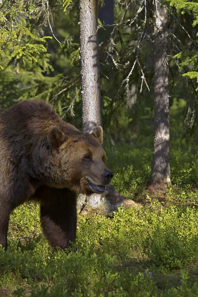 Male brown bear (Ursus Arctos) — Stock Photo, Image