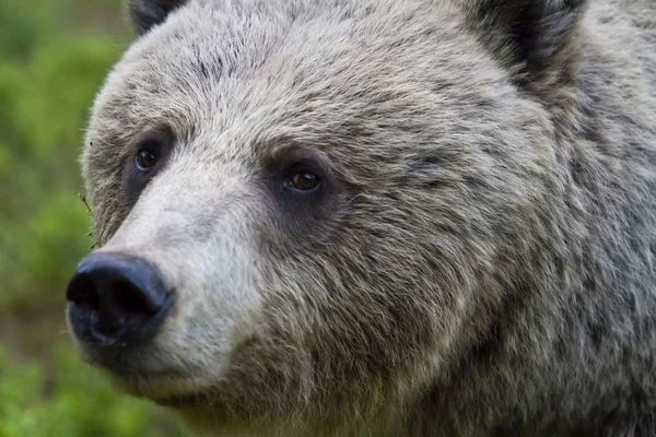 Retrato de un oso pardo femenino (Ursus arctos ) —  Fotos de Stock