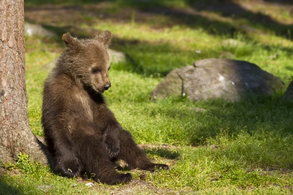Cachorro oso pardo (Ursus arctos) descansando bajo el sol — Foto de Stock