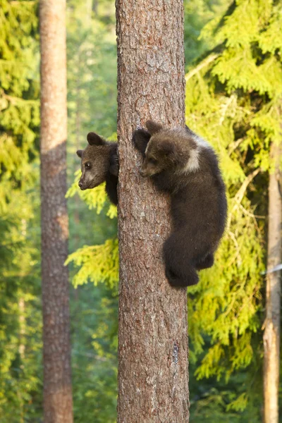 Dos cachorros de oso marrón (Ursus arctos) trepando a un árbol —  Fotos de Stock