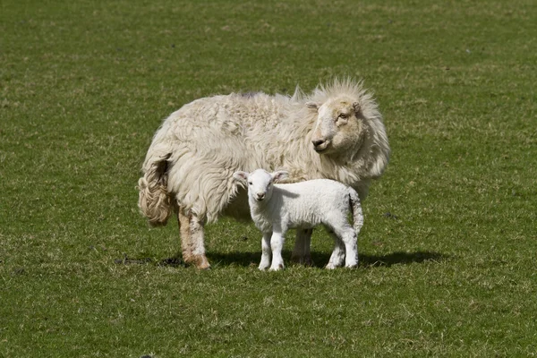 母羊和羔羊 — 图库照片