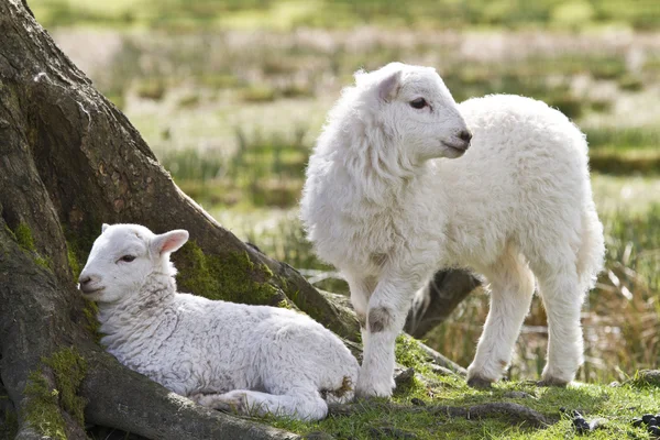 双子の子羊 — ストック写真