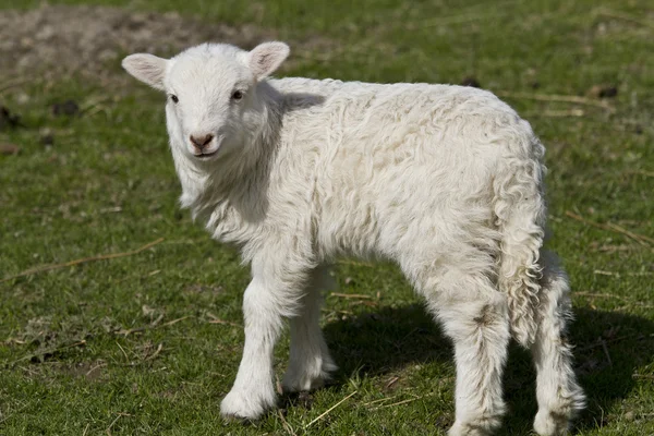Single lamb — Stock Photo, Image