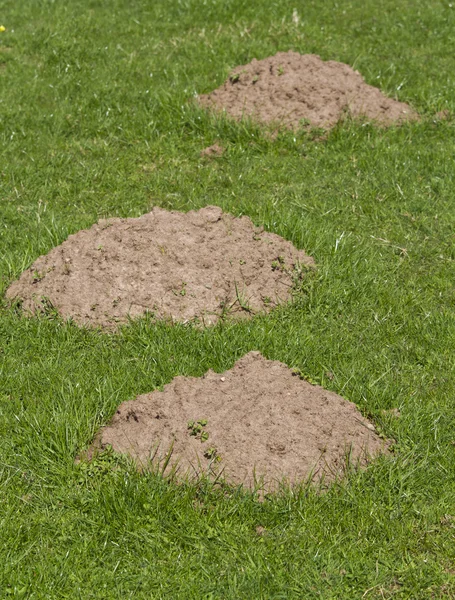 Tres Molehills — Foto de Stock