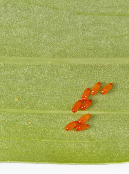 Primer plano de los huevos del escarabajo lirio (Lilioceris lilii ) —  Fotos de Stock