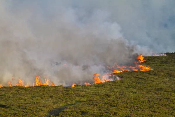 Heathland Fire — kuvapankkivalokuva