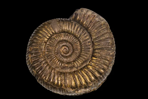 Ammonita piretizada — Fotografia de Stock