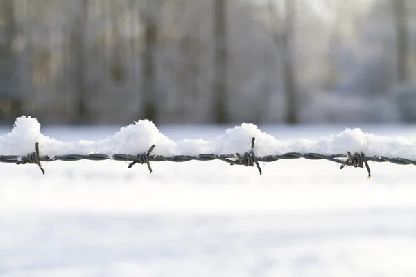 Neve coberto arame farpado — Fotografia de Stock