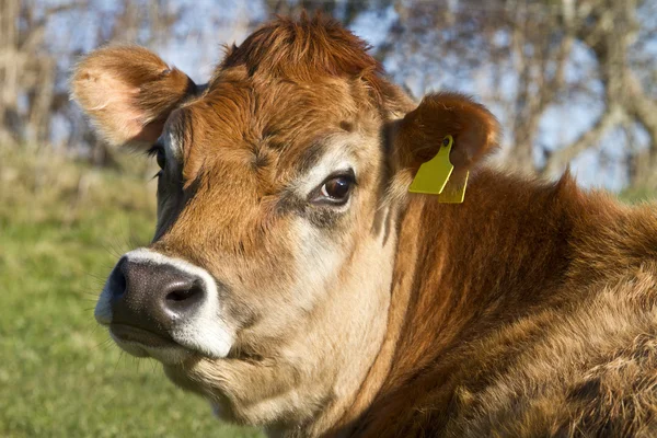Portret krowa jersey — Zdjęcie stockowe