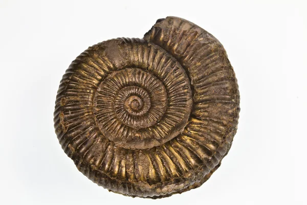Pyretisierter Ammonit — Stockfoto