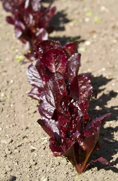 Bliska rosnące liście czerwonej sałaty — Zdjęcie stockowe