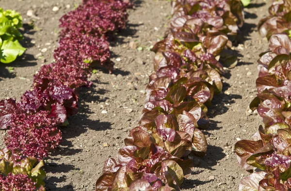 Close up of growing rows of different varieties of lettuce — Stock Photo, Image