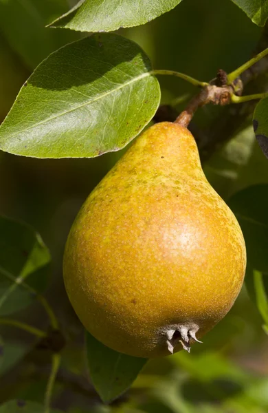 stock image Pear on the tree