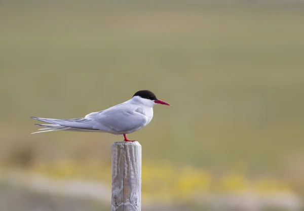 Arctic Tern Perched — Stock Photo, Image
