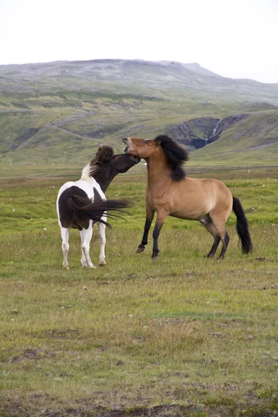 Twee IJslandse pony 's — Stockfoto