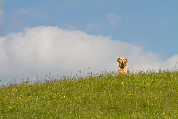 Σκυλί σε ένα λόφο — Φωτογραφία Αρχείου