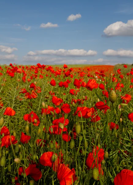 Bloom of scarlet poppies in an oilseed rape field — Stock Photo, Image