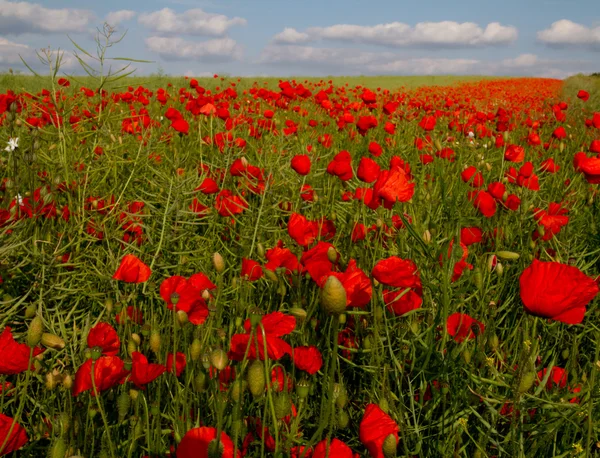 Bloom of scarlet poppies in an oilseed rape field — Stock Photo, Image