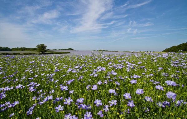 Field of Linseed or Flax in flower — Stock Photo, Image