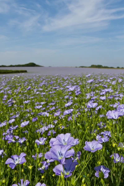 Campo de lino o lino en flor —  Fotos de Stock