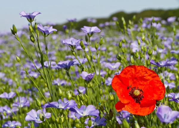 Mavi keten tohumu çiçek dolu bir alanda tek haşhaş — Stok fotoğraf