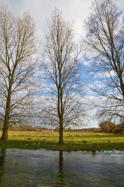 Trees on the bank of a stream — Stock Photo, Image