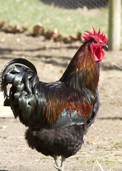 stock image Cockerel