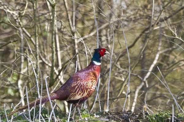 Cock pheasant in woodland — Stock Photo, Image