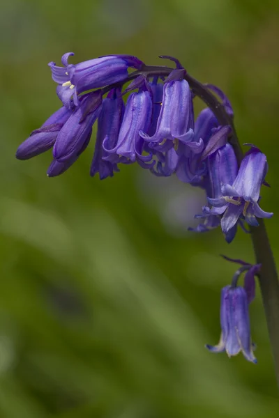 Britské Bluebell (Hyacinthoides non-scripta) — Stock fotografie