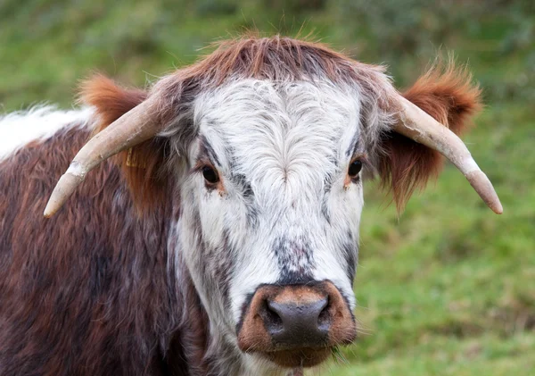 Steer longhorn Dorset — Foto Stock