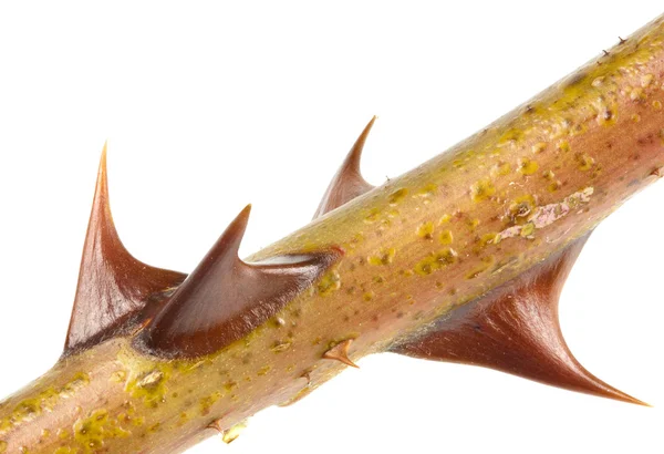 Close up of a group of rose thorns — Stock Photo, Image