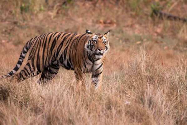 Tigre de Bengala (Panthera tigra ) — Fotografia de Stock