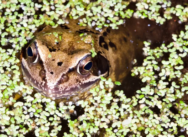 Sıradan bir kurbağaya yaklaş — Stok fotoğraf
