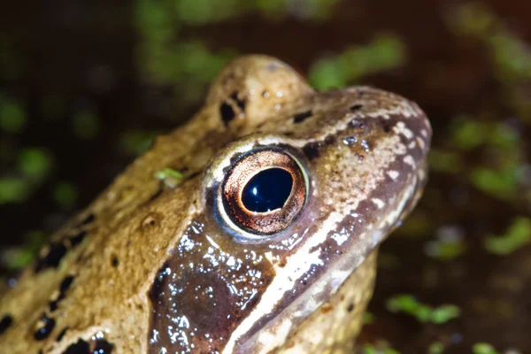 Close up of a Common Frog — Stock Photo, Image