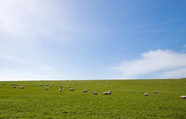 Πρόβατα που βοσκούν ένα ανοικτό πεδίο — Φωτογραφία Αρχείου