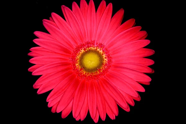 stock image Gerbera on black